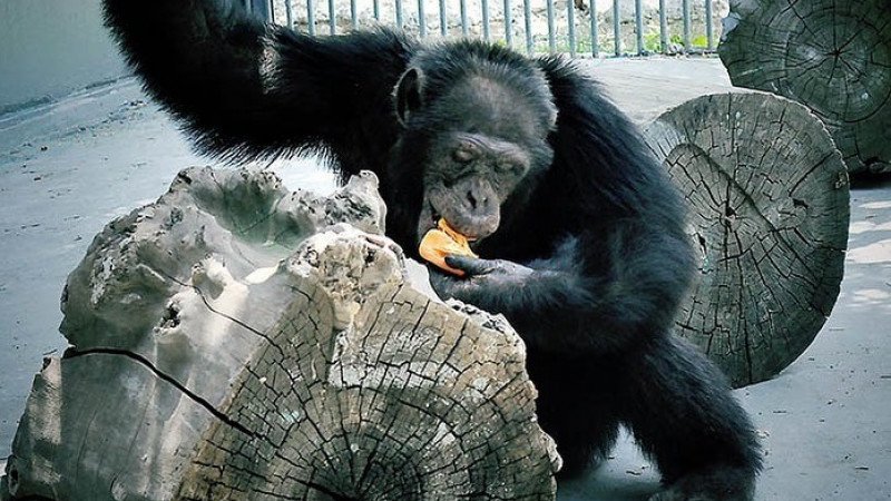 Шимпанзе сбежал из клетки в зоопарке Алматы: пострадал ребенок