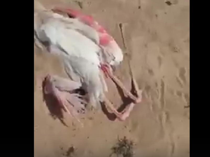 Факт массовой гибели фламинго проверяют в Мангистауской области