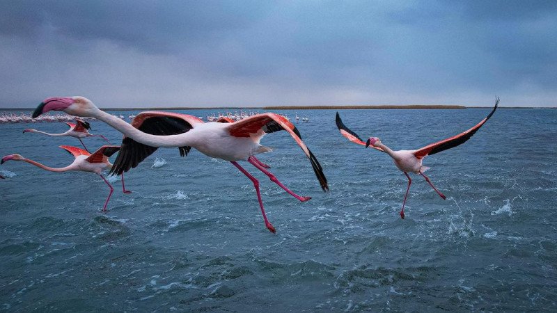 Экологи Мангистау рассказали о причинах гибели фламинго