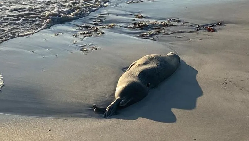 Министр экологии прокомментировал массовую гибель тюленей в Мангистауской области 