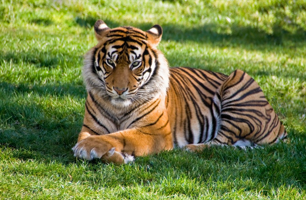 Двое парней зашли за ограждения и дразнили тигра в зоопарке Алматы