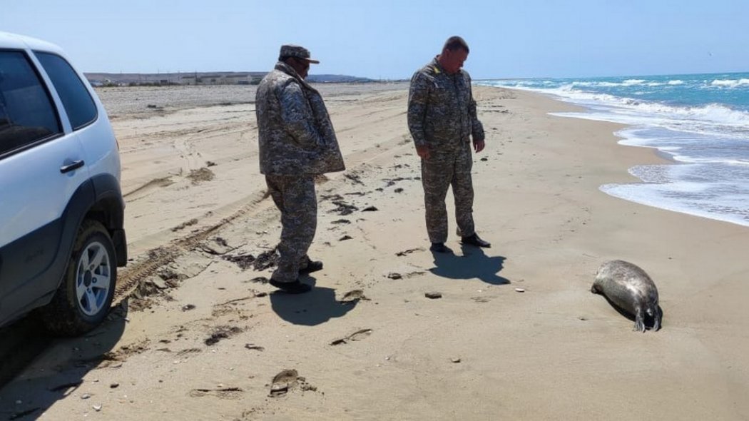 Туши 64 мертвых тюленей нашли на берегу в Мангистау