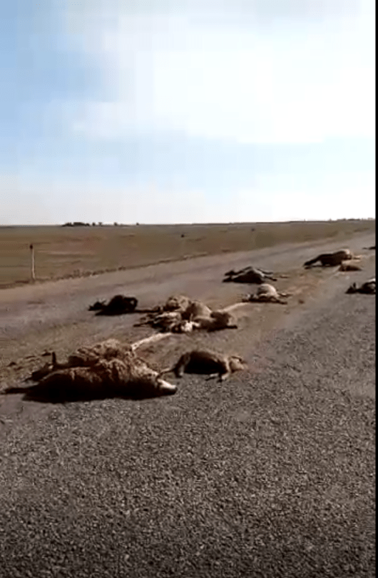 Сбил 32 барана: Водителя лишили прав на девять лет в Алматинской области 