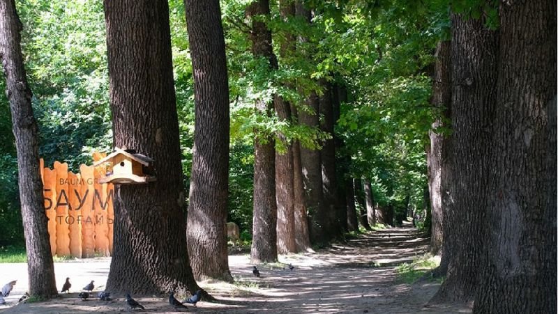 150 жылдан астам тарихы бар Баум тоғайының ағаштары кесілмек