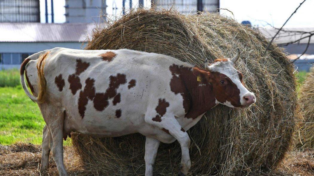 Сельчане в Западном Казахстане заявляют, что не могут прокормить свой скот 