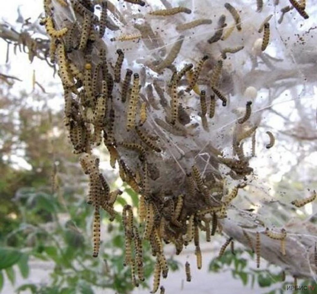 Шелкопряд объедает леса в Павлодарской области